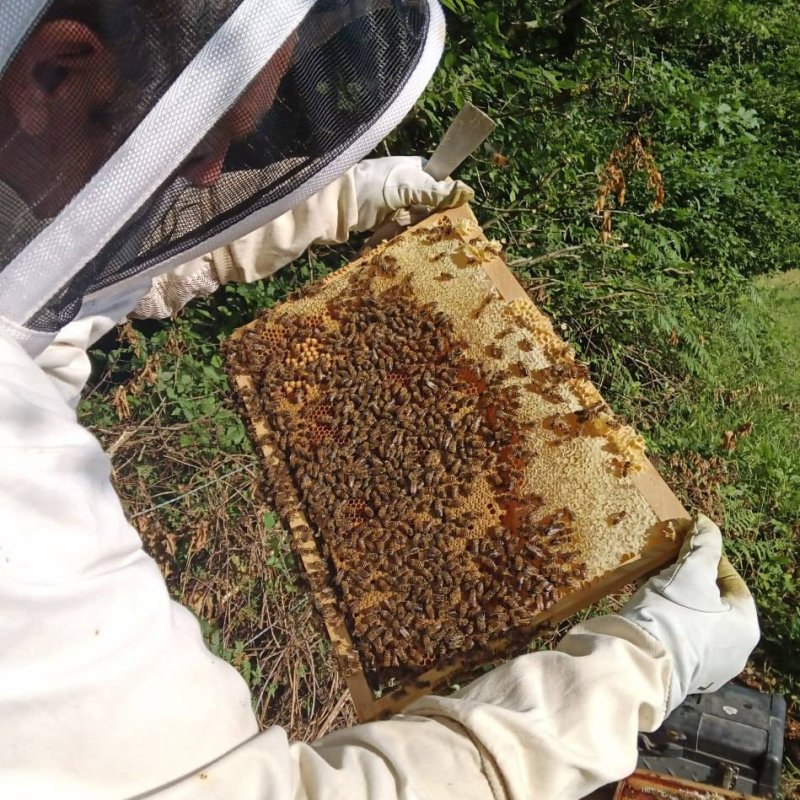 Le Montimiel - Miel d'Acacia 500g