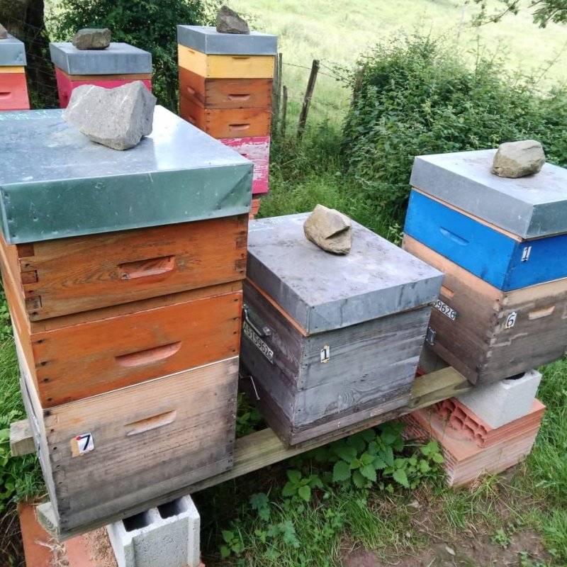 Le Montimiel - Miel d'Acacia 500g