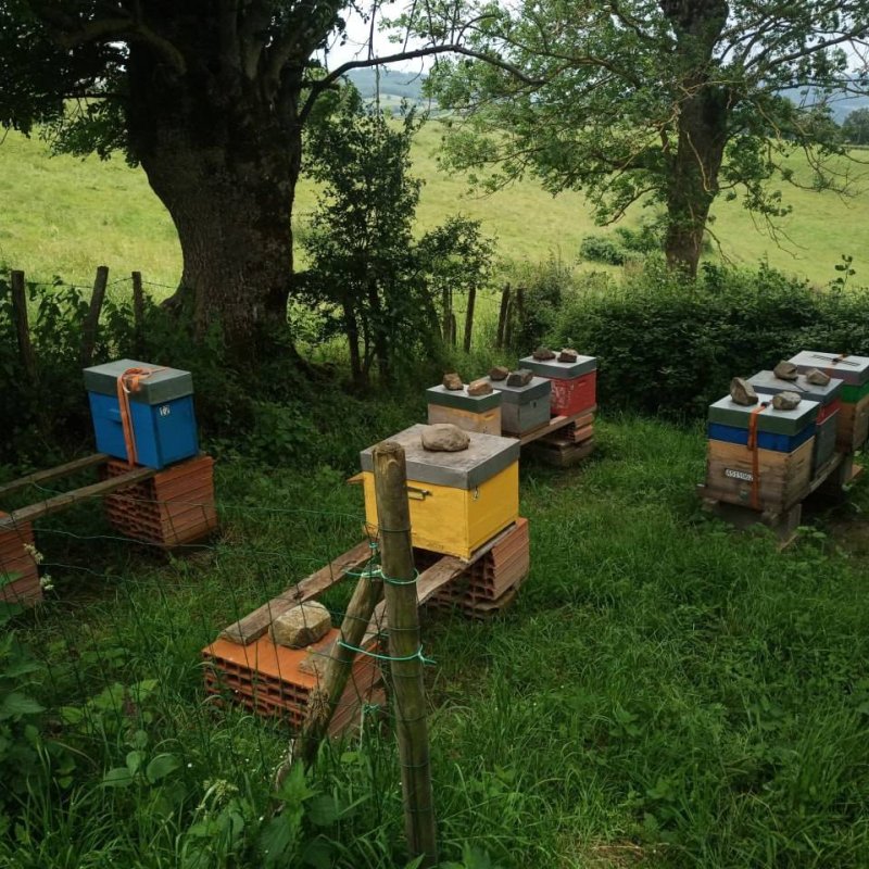 Le Montimiel - Miel d'Acacia 500g