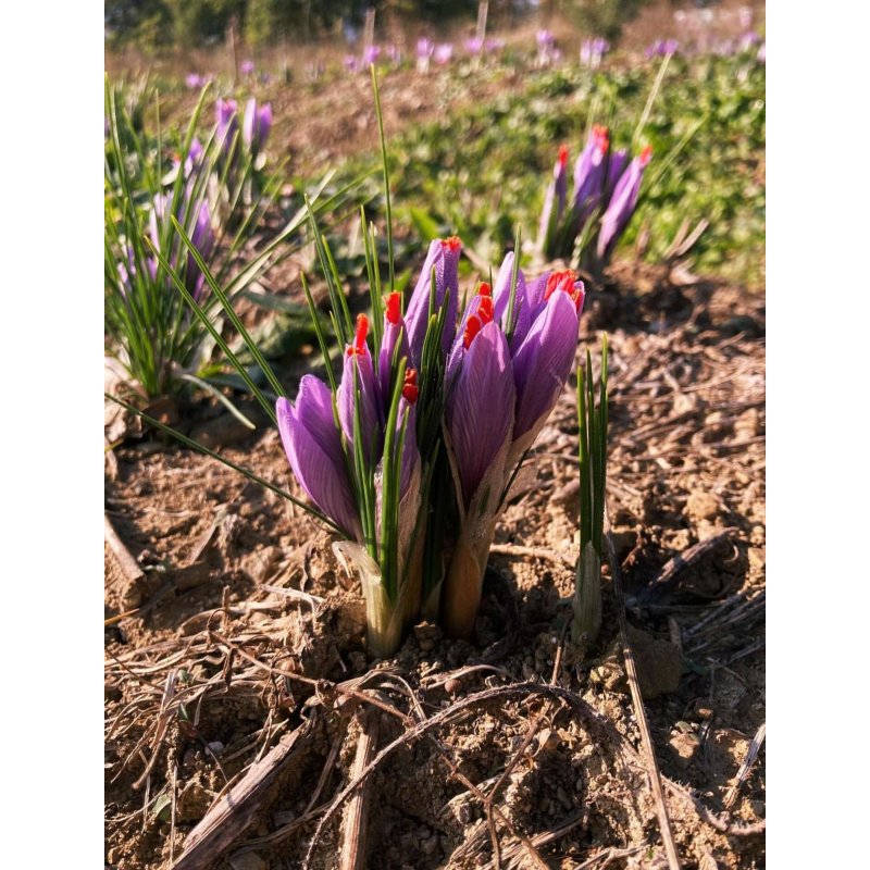 Safran de haute qualité en filaments (0.5g)