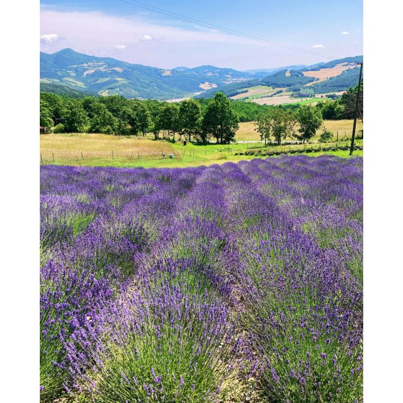 Huile essentielle de lavande - Lavandula Angustifolia