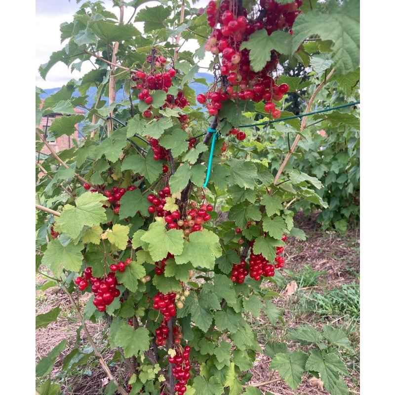 Compotée extra de fruits des bois